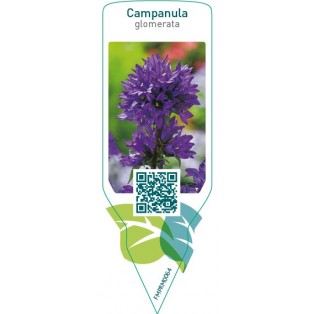 Campanula glomerata  blue
