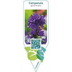Campanula glomerata  blue
