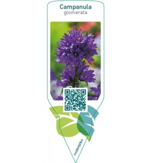Etiquetas de Campanula glomerata  blue *