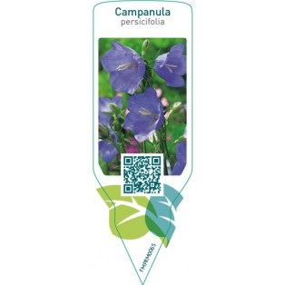 Campanula persicifolia  blue