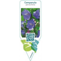 Campanula persicifolia  blue
