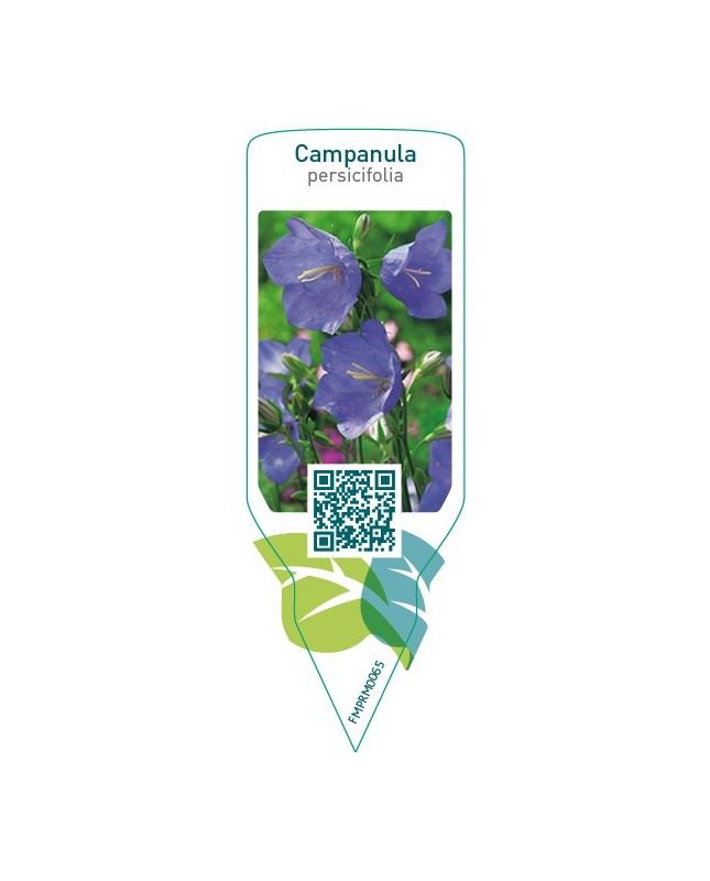 Campanula persicifolia  blue