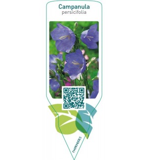 Etiquetas de Campanula persicifolia  blue *