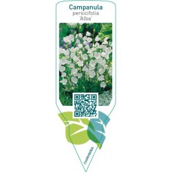 Campanula persicifolia ‘Alba’