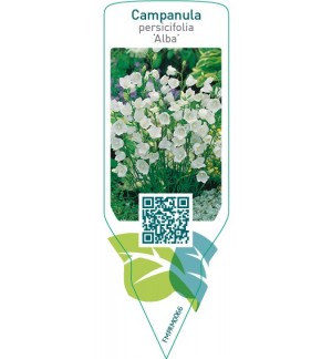 Etiquetas de Campanula persicifolia ‘Alba’ *