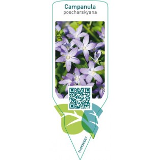 Campanula poscharskyana  blue