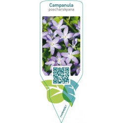 Campanula poscharskyana  blue