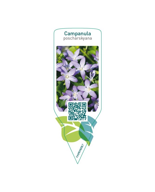 Campanula poscharskyana  blue