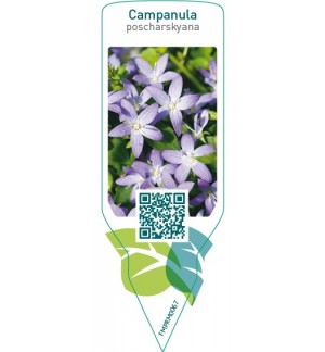 Etichette di Campanula poscharskyana  blue *