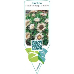 Carlina acaulis subsp. simplex