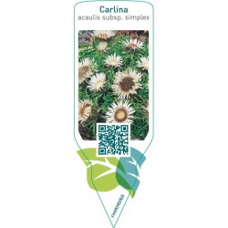 Carlina acaulis subsp. simplex