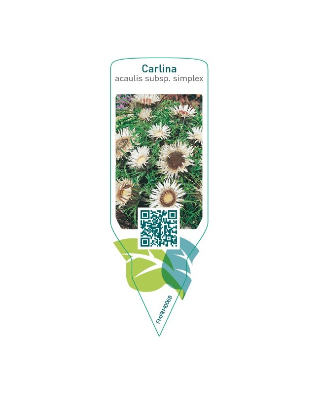 Carlina acaulis subsp. simplex