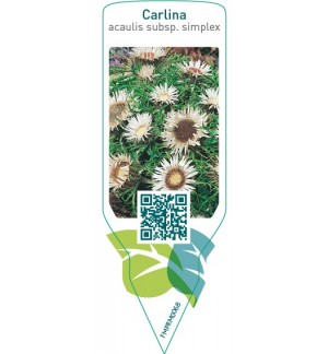 Etiquetas de Carlina acaulis subsp. simplex  *