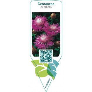 Centaurea dealbata