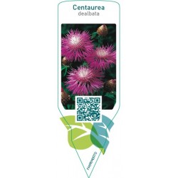 Centaurea dealbata