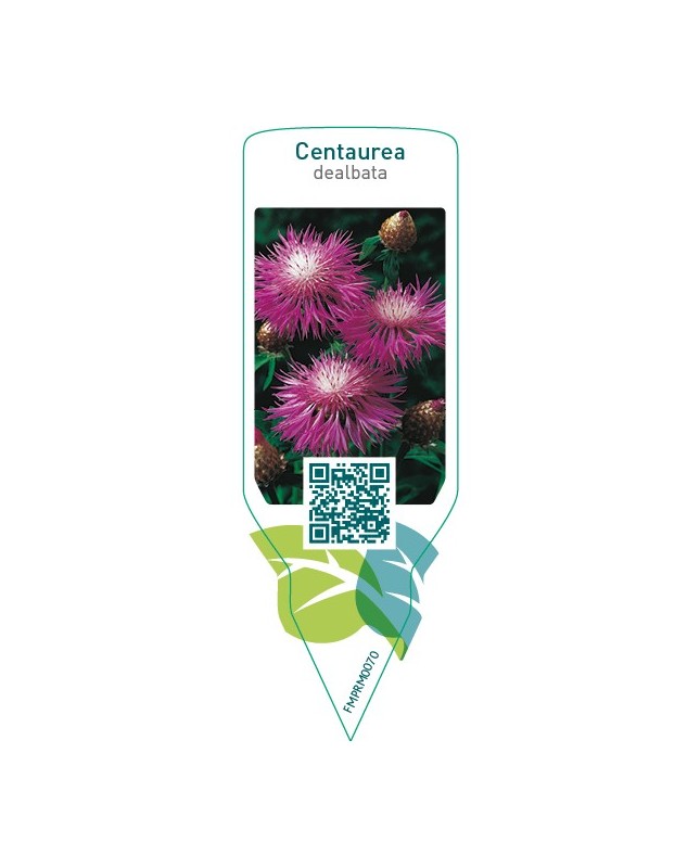 Centaurea dealbata