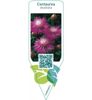 Etichette di Centaurea dialbata *