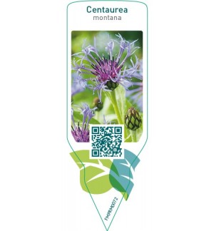 Centaurea montana  blue