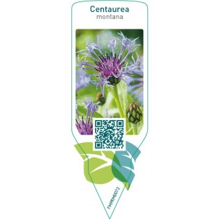 Centaurea montana  blue