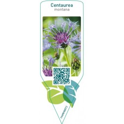 Centaurea montana  blue