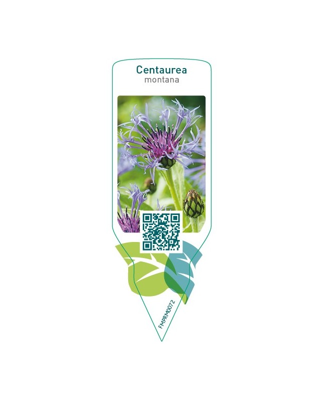 Centaurea montana  blue