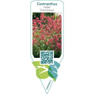 Centranthus ruber ‘Coccineus’