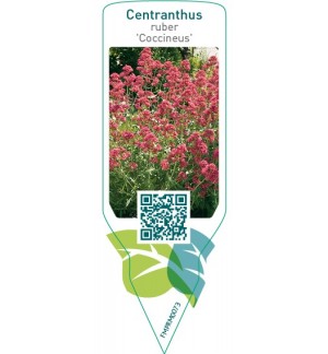 Etiquetas de Centranthus ruber ‘Coccineus’  *