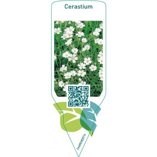 Cerastium  white