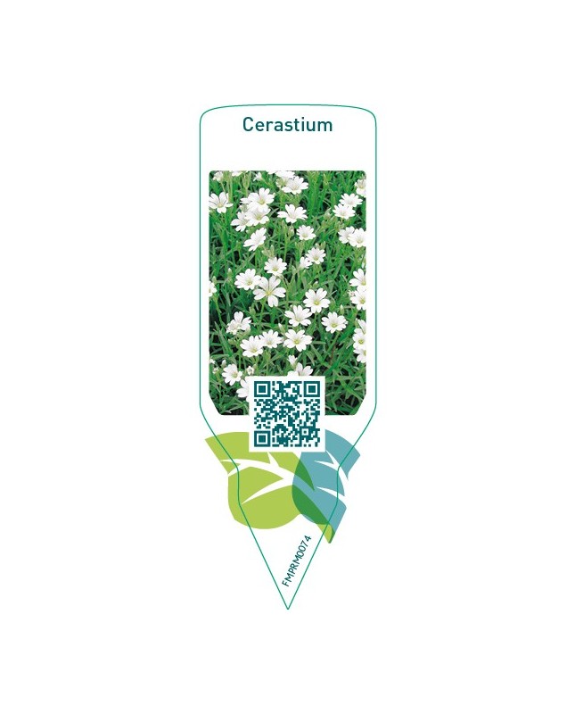 Cerastium  white