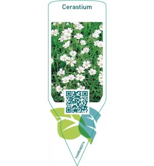 Etiquetas de Cerastium  white *