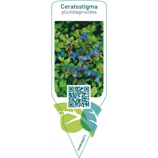 Ceratostigma plumbaginoides