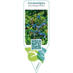 Ceratostigma plumbaginoides