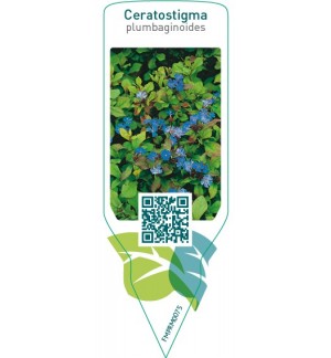 Etichette di Ceratostigma plumbaginoidis *