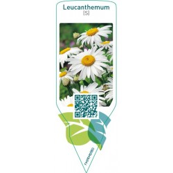 Leucanthemum (S)