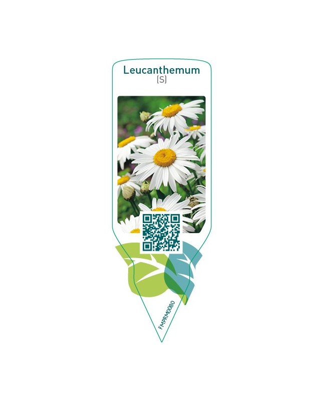Leucanthemum (S)