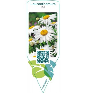 Etiquetas de Leucanthemum (S) *