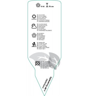 Etichette di Leucanthemum (S) *