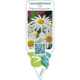 Leucanthemum (S) ‘Silberprinzesschen’