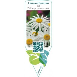 Leucanthemum (S) ‘Silberprinzesschen’