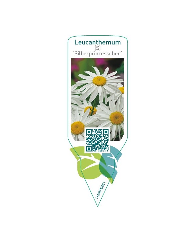 Leucanthemum (S) ‘Silberprinzesschen’