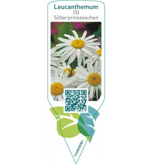 Etiquetas de Leucanthemum (S) ‘Silberprinzesschen’ *