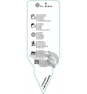 Etichette di Convallaria majalis *