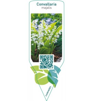 Etichette di Convallaria majalis *