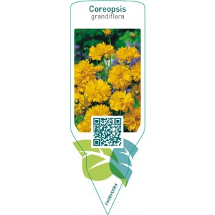 Coreopsis grandiflora
