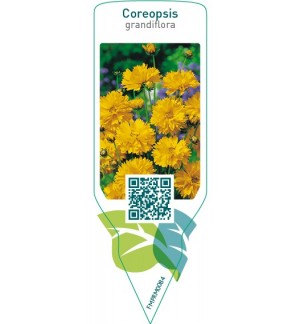 Etichette di Coreopsis grandiflora *
