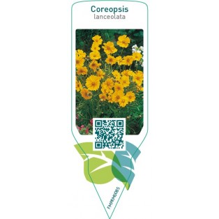 Coreopsis lanceolata