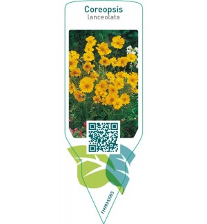 Etichette di Coreopsis lanceolata *
