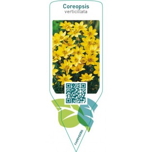 Coreopsis verticillata