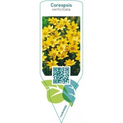 Coreopsis verticillata