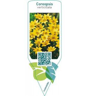 Etichette di Coreopsis verticillata *